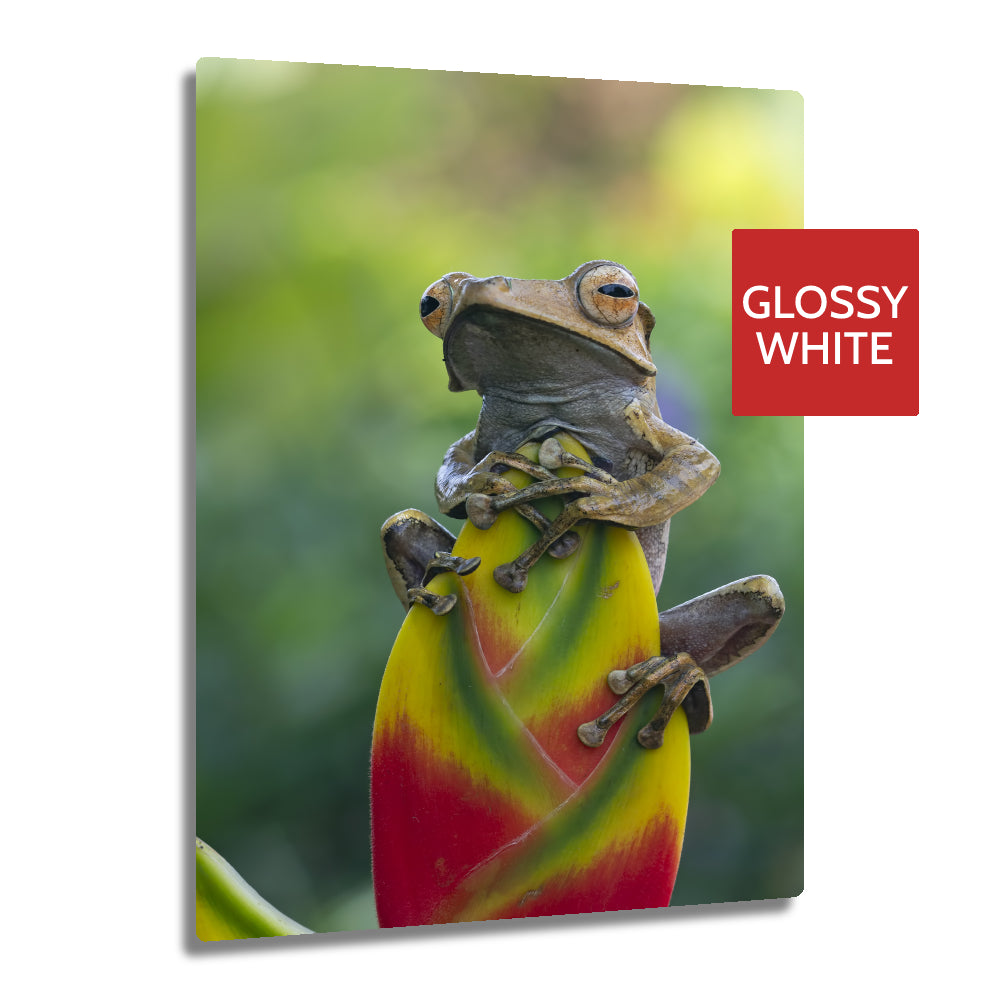 Ultra HD GLOSS WHITE 1.15mm Aluminium Sheets - 11" x 14" (28cm x 35.5cm) - Longforte Trading Ltd